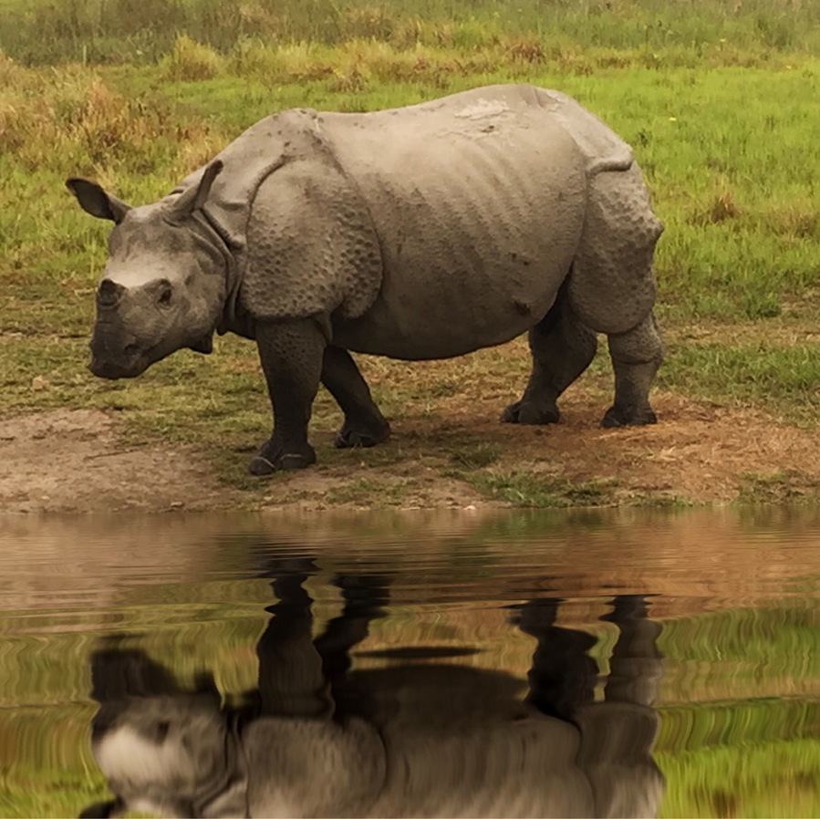 #rhino and its reflection. #nationalpark #wildlife #india