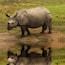 #rhino and its reflection. #nationalpark #wildlife #india