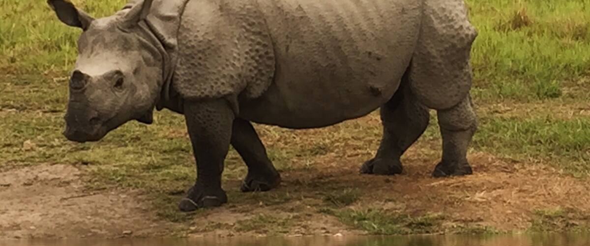A rhinoceros standing by a water body.