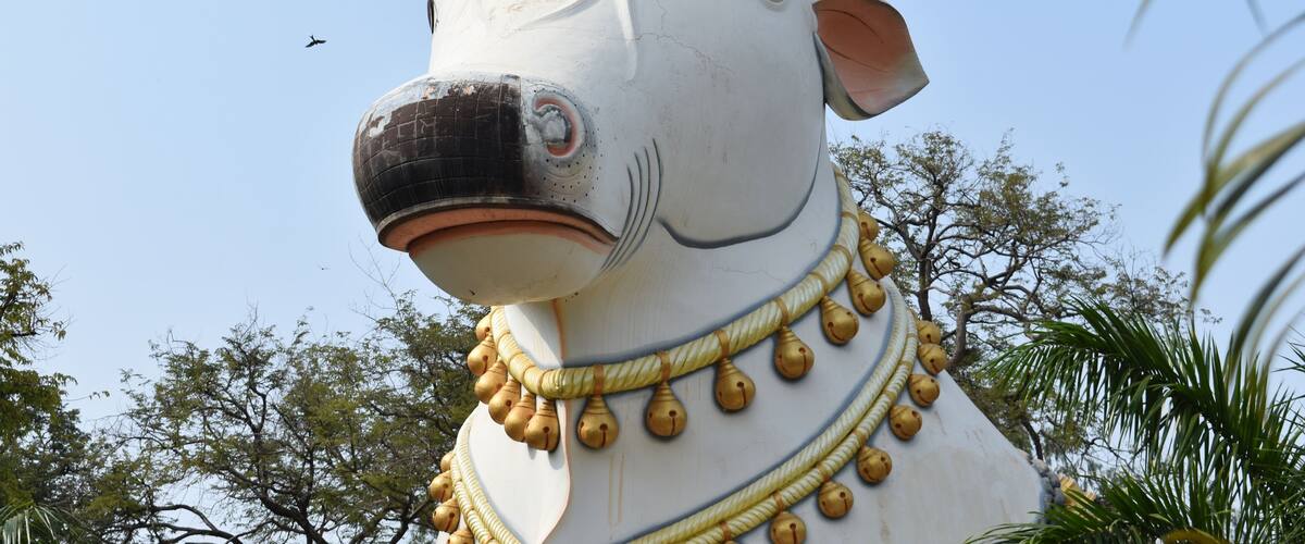 A large white statue of a cow with gold accents and a bell collar.