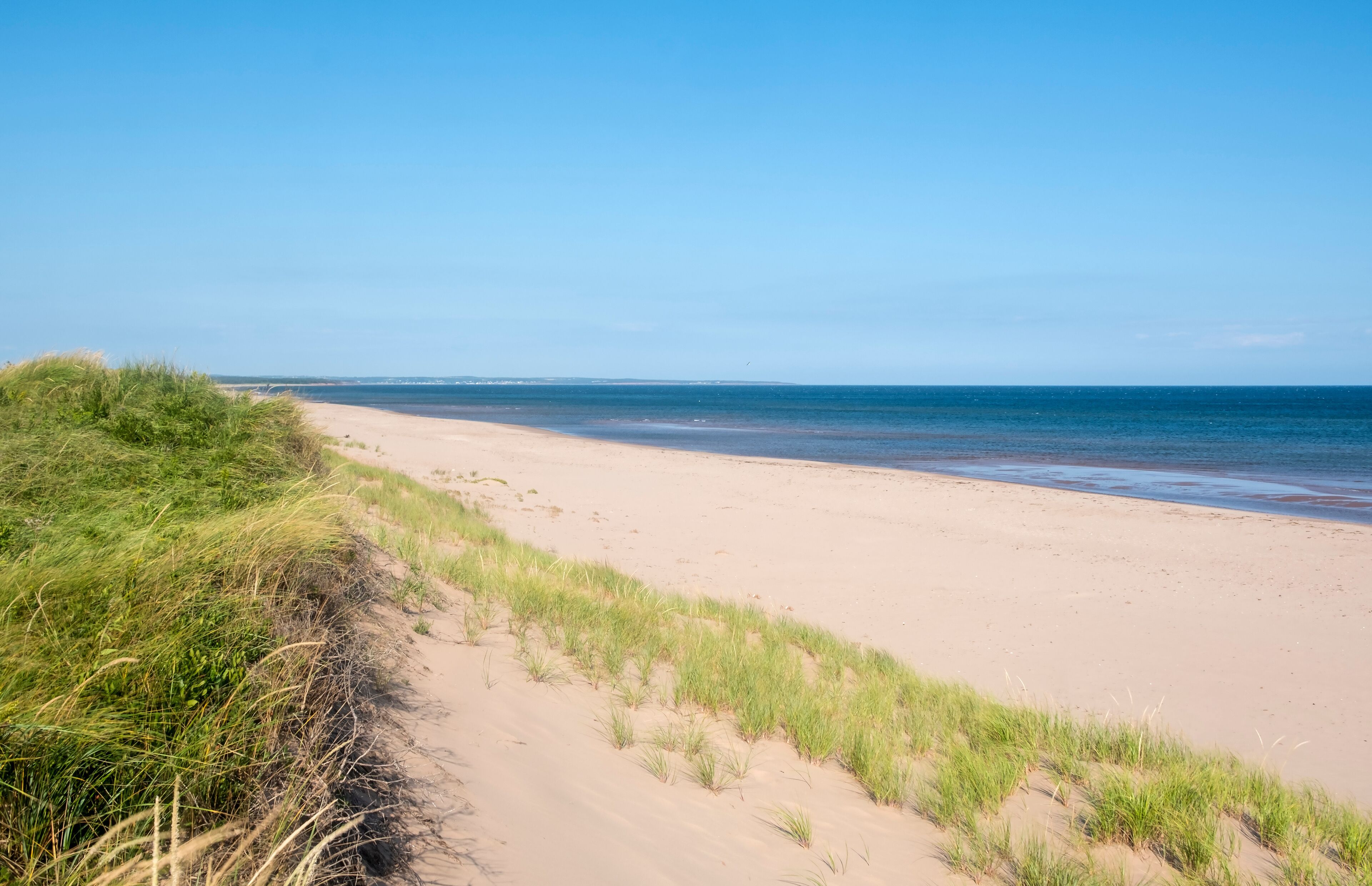 A sandy beach with grass dunes and a clear blue sky.