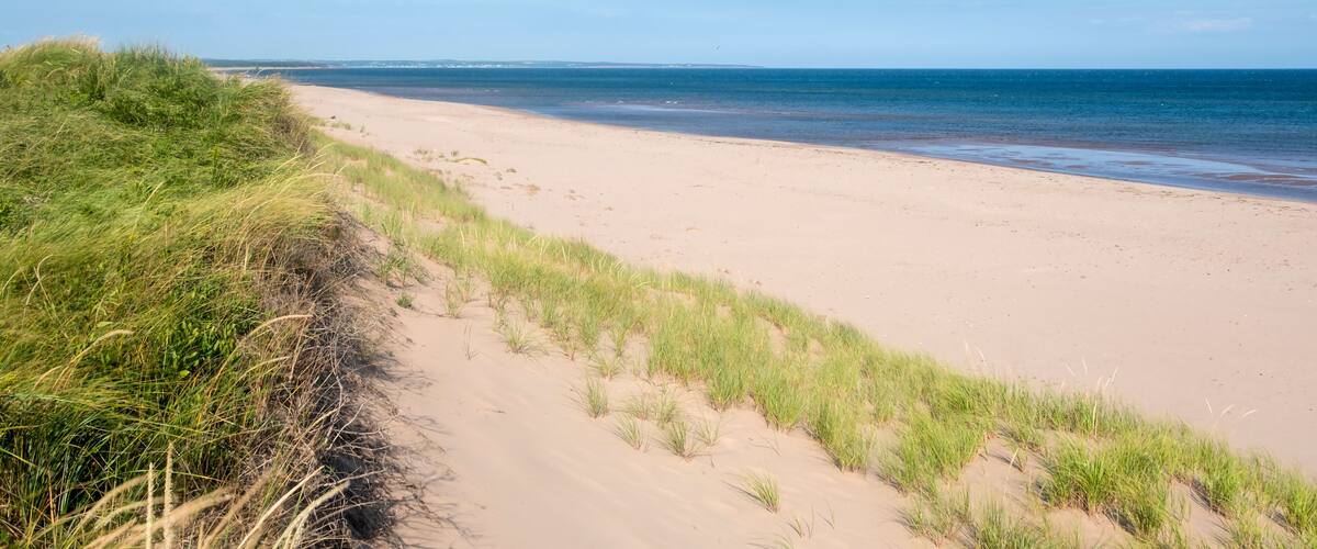 A sandy beach with grass dunes and a clear blue sky.