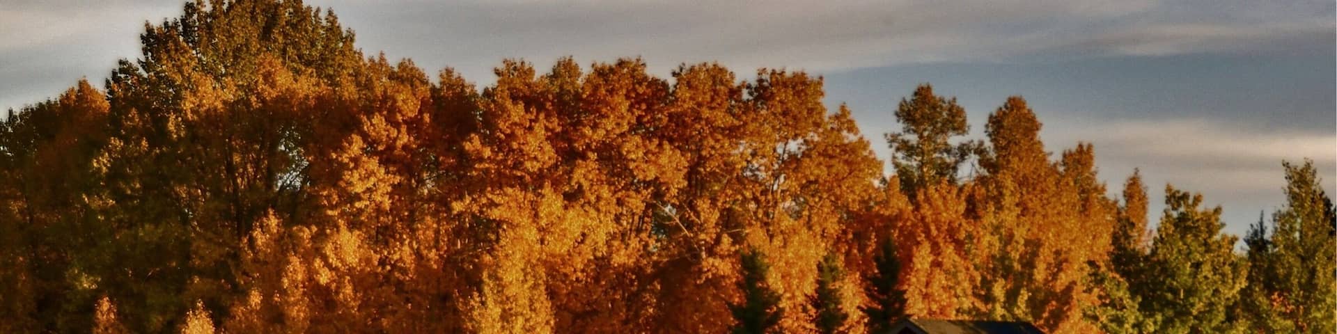 Beautiful fall colours! #rockyview #alberta#fallcolors