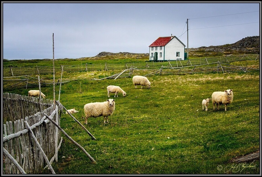 I shot this on a short hike that starts out at Sandy Cove and follows along the shore near Tilting.
#hiking