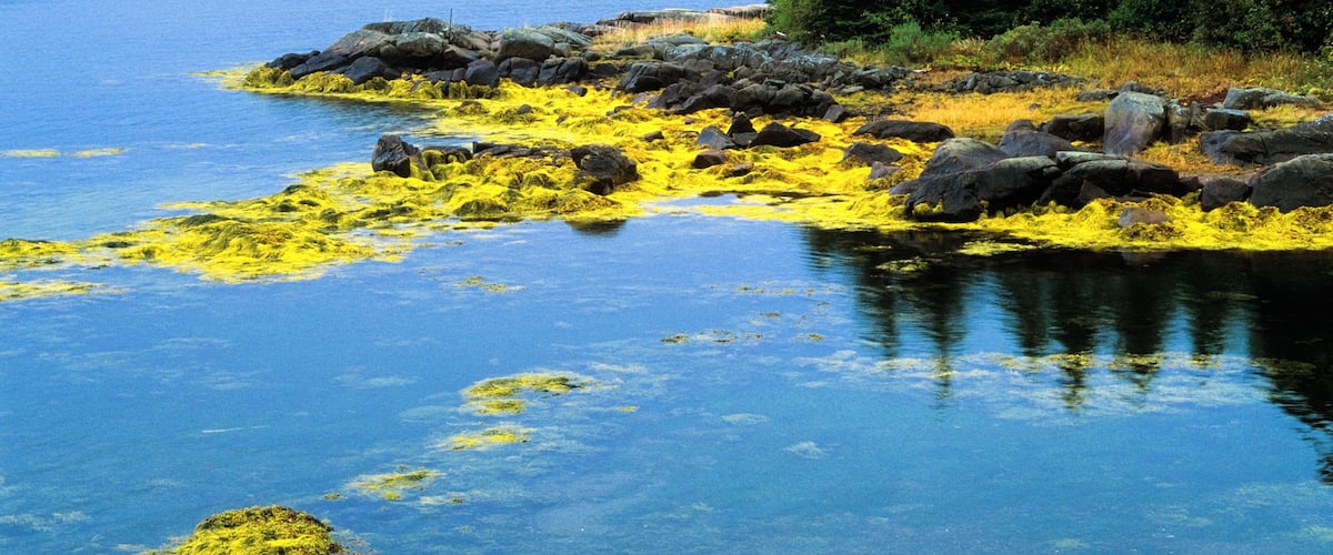 A lake surrounded by rocks and yellow algae, with a forested island in the background.