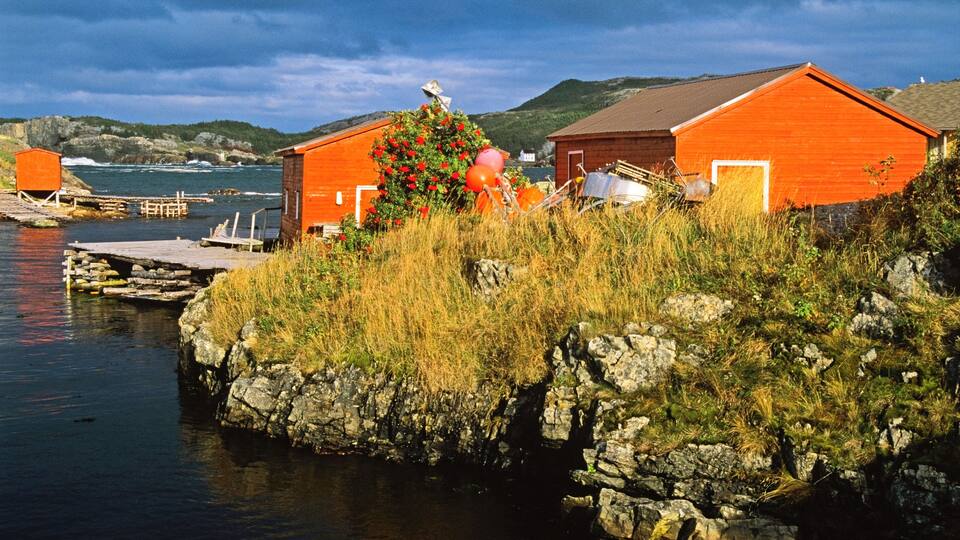 A coastal scene with two orange buildings, a Christmas tree, and a rocky shoreline.