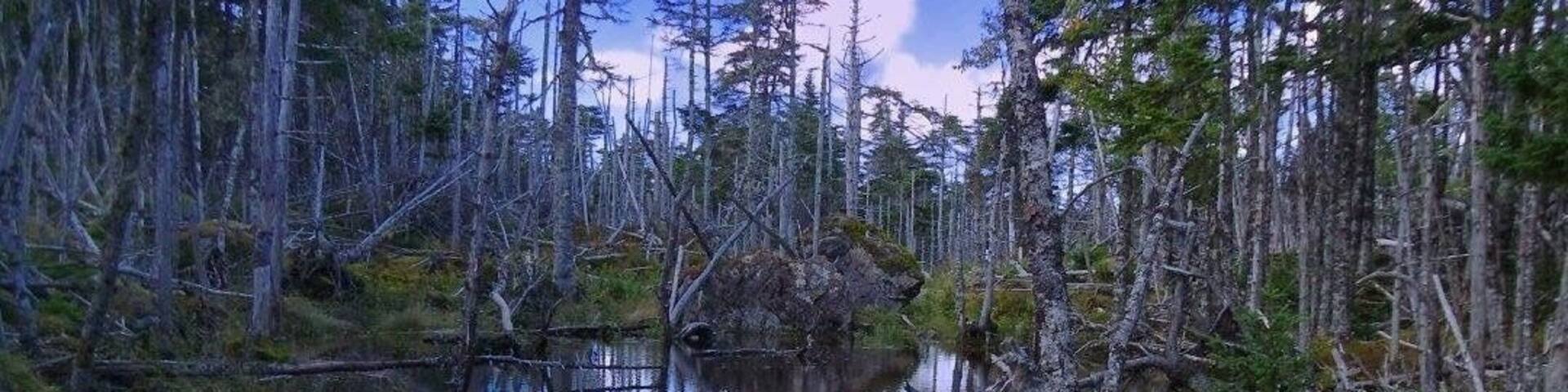 This picture was taken while hiking the East Coast Trail in Oct 2016. The East Coast Trail is a long distance footpath that is over 300 kms long, it is made up of 26 wilderness paths and intersect more then 30 communities.