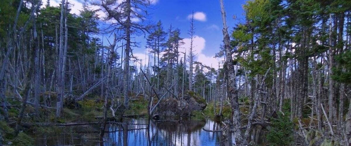 A swampy area with a calm water body surrounded by tall, thin trees and dense underbrush.