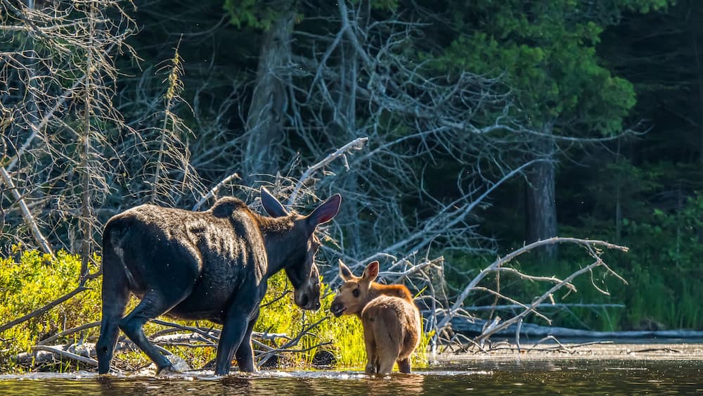 Cow and calf moose (alces alces) wading in the water along the shore of a lake in Northeastern Ontario; Ontario, Canada
