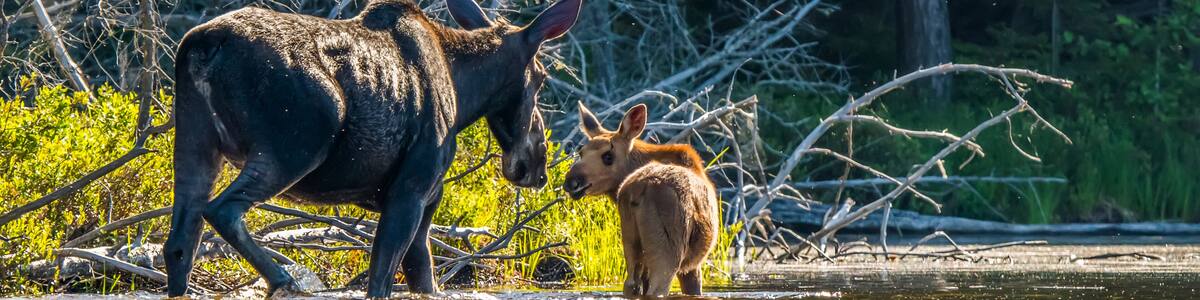 Cow and calf moose (alces alces) wading in the water along the shore of a lake in Northeastern Ontario; Ontario, Canada