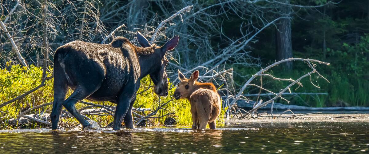 Cow and calf moose (alces alces) wading in the water along the shore of a lake in Northeastern Ontario; Ontario, Canada