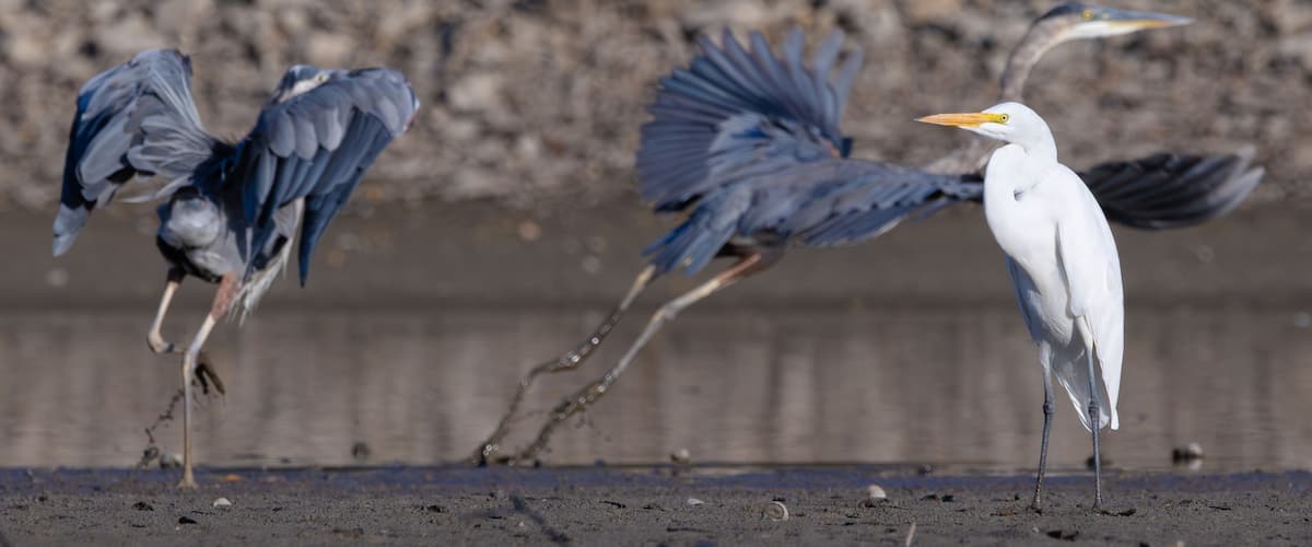 Two Great Blue Herons Flying and an Egret in Stratford, Ontario