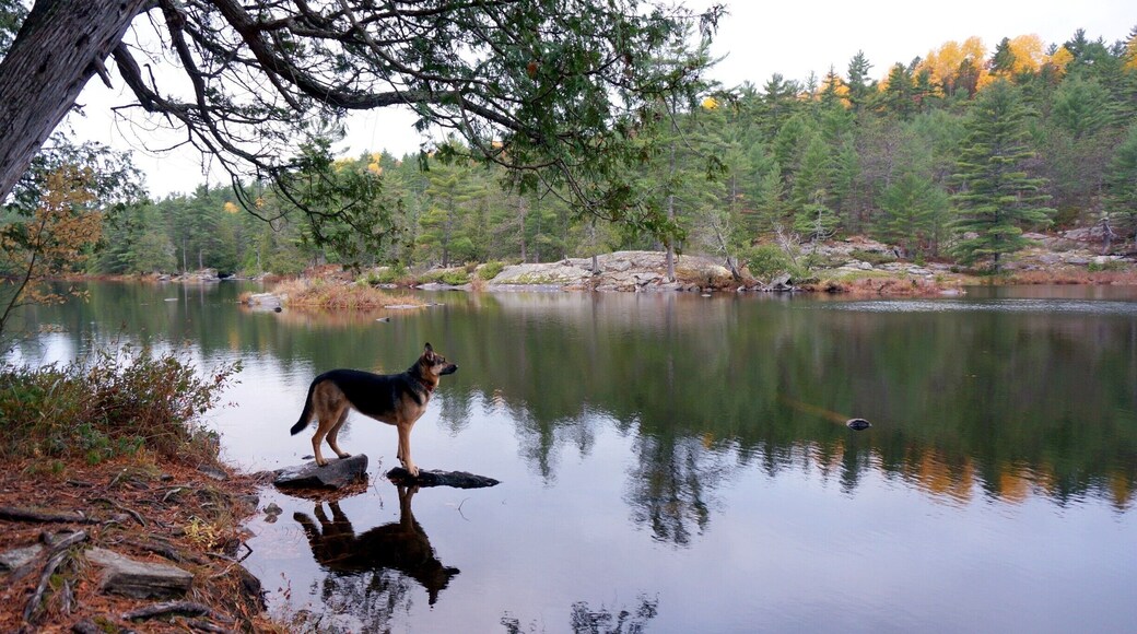 Our resident camp dog checking out the early morning on Highfalls Lake in Algonquin Park. It was day 3 of a 3 day canoe camping trip to check out the impressive Barren Canyon.