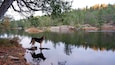 Un perro parado sobre una roca junto a un lago tranquilo rodeado de árboles.
