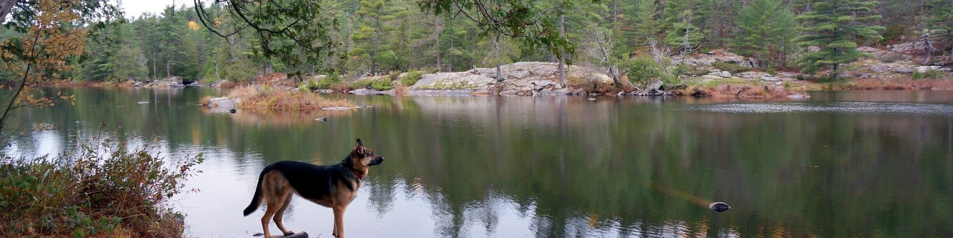 Our resident camp dog checking out the early morning on Highfalls Lake in Algonquin Park. It was day 3 of a 3 day canoe camping trip to check out the impressive Barren Canyon.