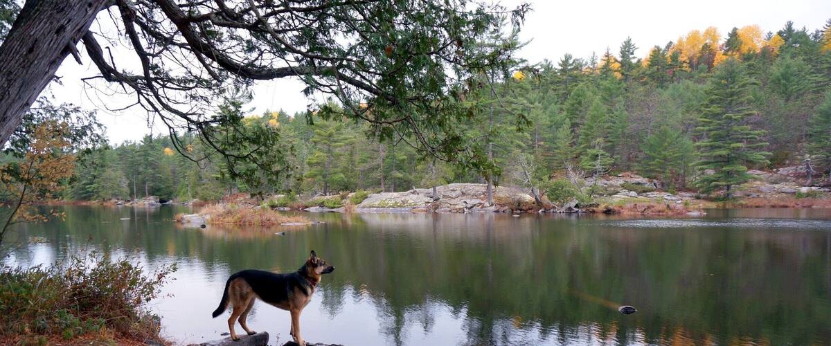 A dog standing on a rock by a calm lake surrounded by trees.