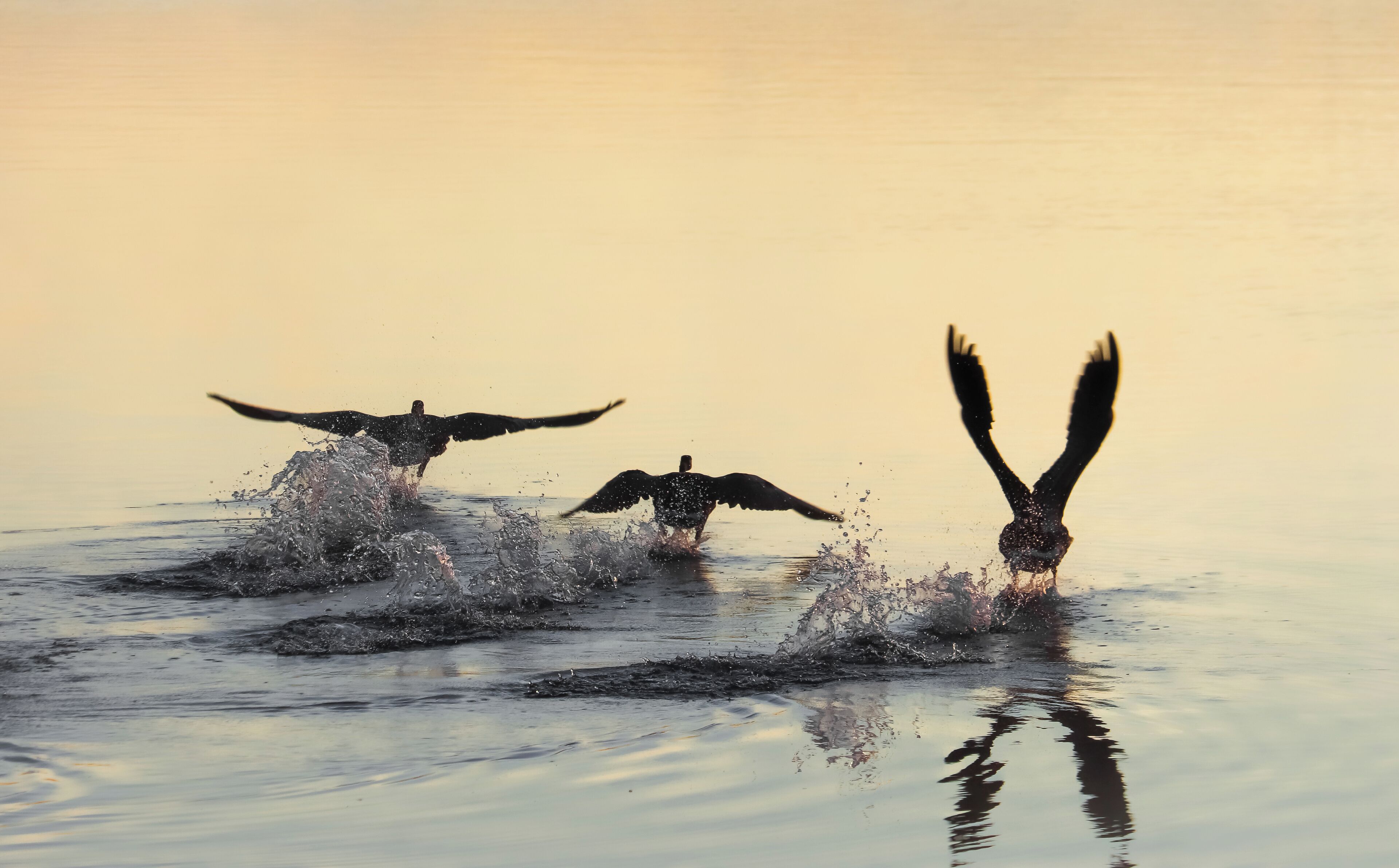 Recently stayed at Algonquin Park for my last camping spot of the season. Staying at the pet friendly Lake of Two Rivers campground, you can expect to see anything from Geese, Bear, Moose, Wolves, Skunks and more. The campground is central of all that Algonquin has to offer such as the numerous lakes to portage, or trails to hike. The campground is also equip with laundry facilities for when your tent gets rained out (like mine did), washroom and showers. End of September and Early October is when you can expect a lot of traffic as that's when the 'Leafers" come up (those whose purpose is to view the brilliant fall leaves in the park). The best trail to view these leaves is the Lookout Point. Expect steep inclines and declines and rated as an intermediate trail with a distance of 2KM round trip (30 min).