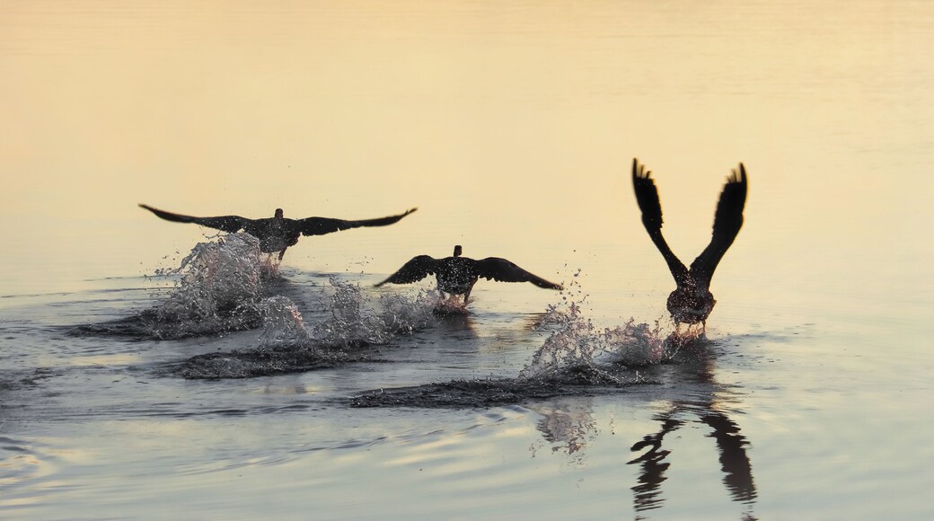Recently stayed at Algonquin Park for my last camping spot of the season. Staying at the pet friendly Lake of Two Rivers campground, you can expect to see anything from Geese, Bear, Moose, Wolves, Skunks and more. The campground is central of all that Algonquin has to offer such as the numerous lakes to portage, or trails to hike. The campground is also equip with laundry facilities for when your tent gets rained out (like mine did), washroom and showers. End of September and Early October is when you can expect a lot of traffic as that's when the 'Leafers" come up (those whose purpose is to view the brilliant fall leaves in the park). The best trail to view these leaves is the Lookout Point. Expect steep inclines and declines and rated as an intermediate trail with a distance of 2KM round trip (30 min).