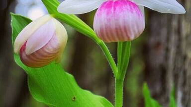 A forest of orchids! This area has been set aside to conserve these lady slipper orchids. A floral fairy tale. There is a lovely walk through the forest of orchids, as well as #hiking trails. It's funded through donation.