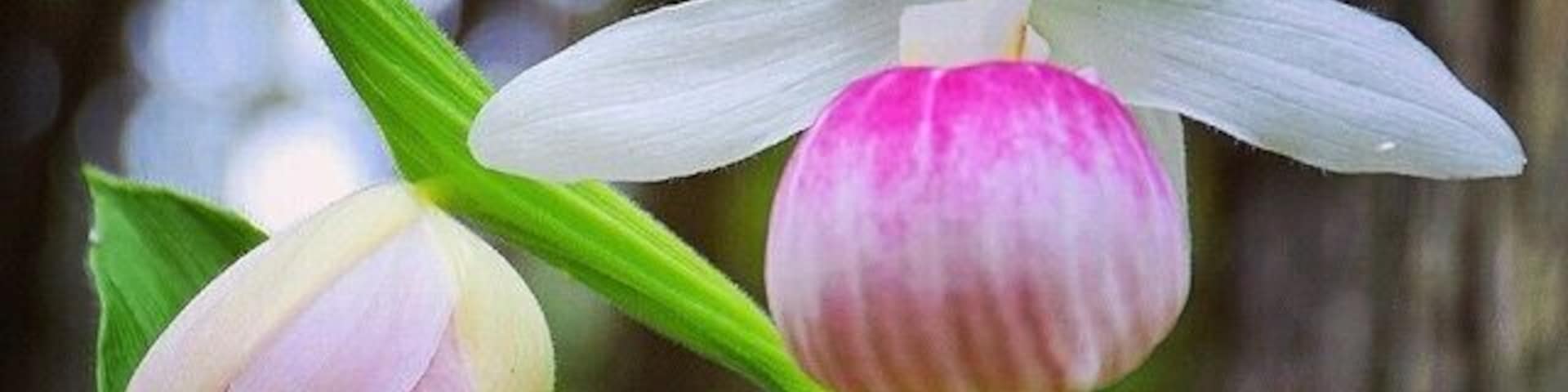 A forest of orchids! This area has been set aside to conserve these lady slipper orchids. A floral fairy tale. There is a lovely walk through the forest of orchids, as well as #hiking trails. It's funded through donation.