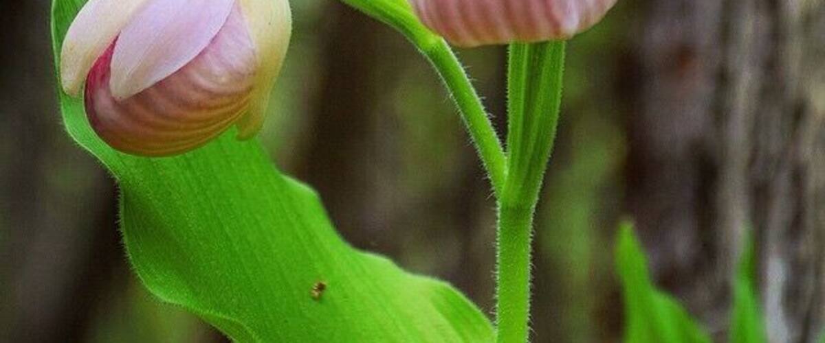 A close-up of two orchid flowers with green leaves.