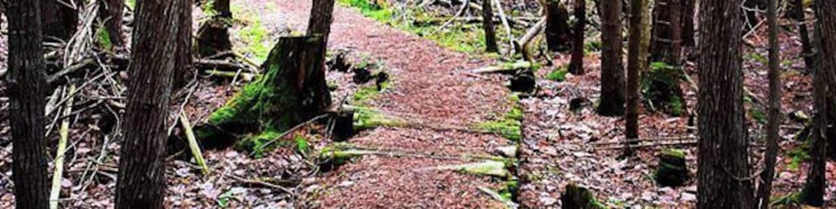Ein bewaldetes Gebiet mit einem Feldweg, umgeben von hohen Bäumen und umgestürzten Baumstämmen.