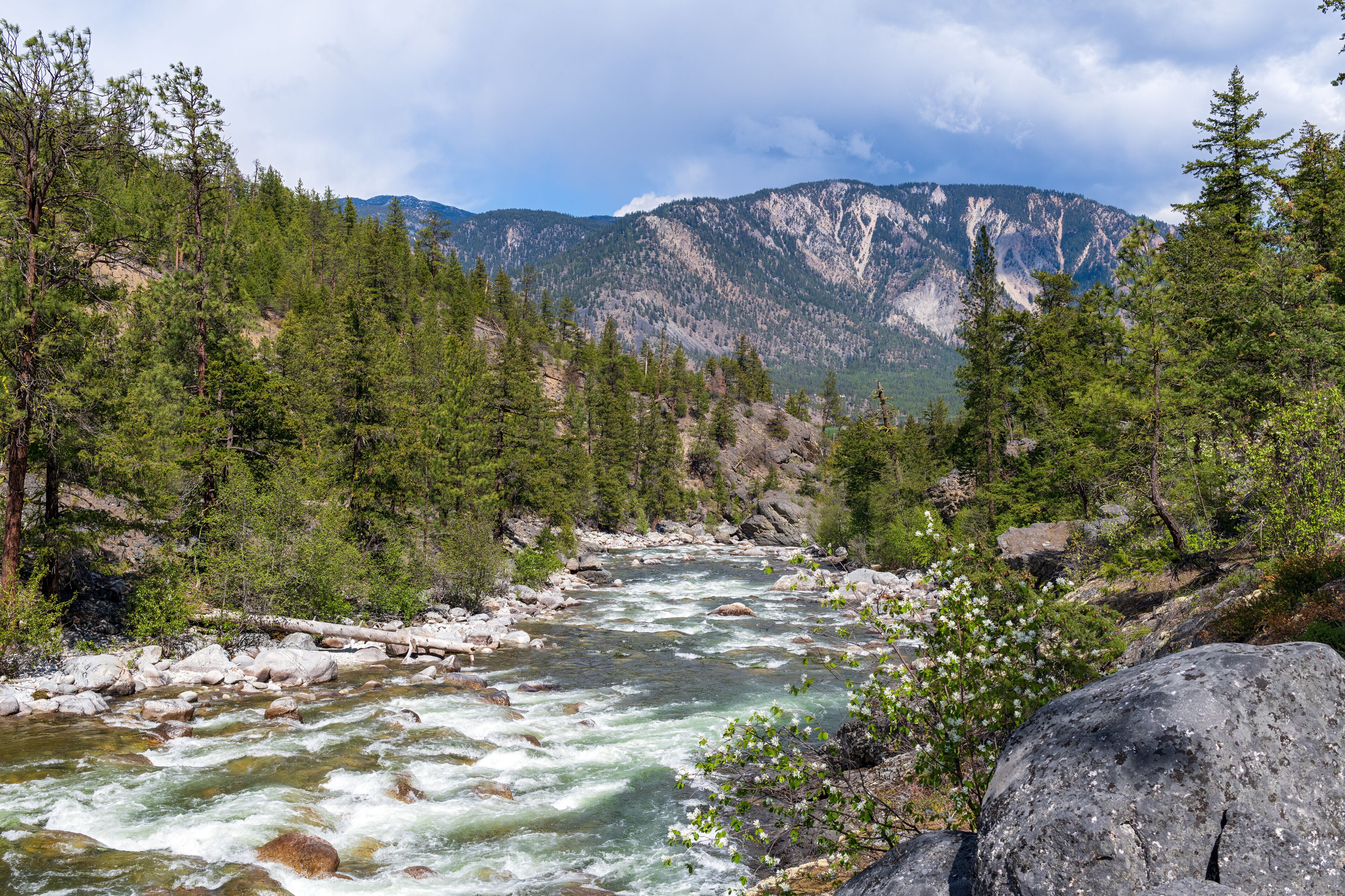 A river flowing through a forest with mountains in the background.