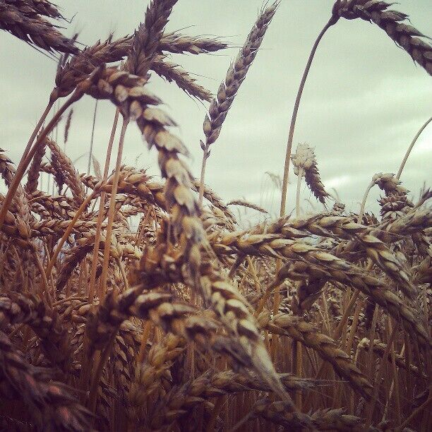 Wiseacres Organic Farm, in Centreville, ON. Just 30min from Kingston- great organic food, AND pick-your-own berries. Love it.