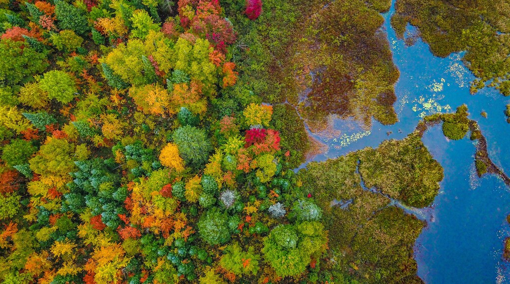 Drone photo of a river in the fall in Ontario
