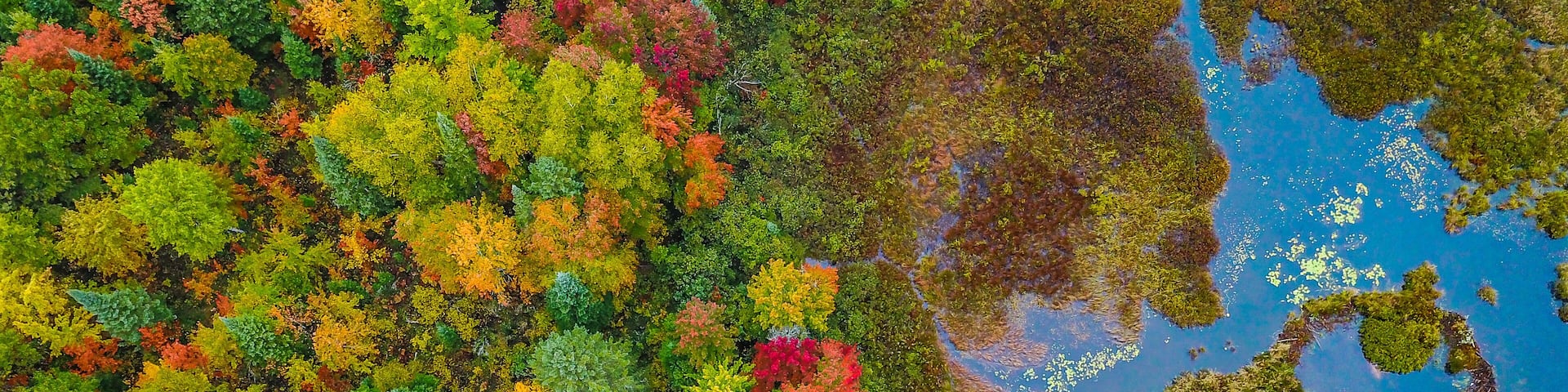 Drone photo of a river in the fall in Ontario