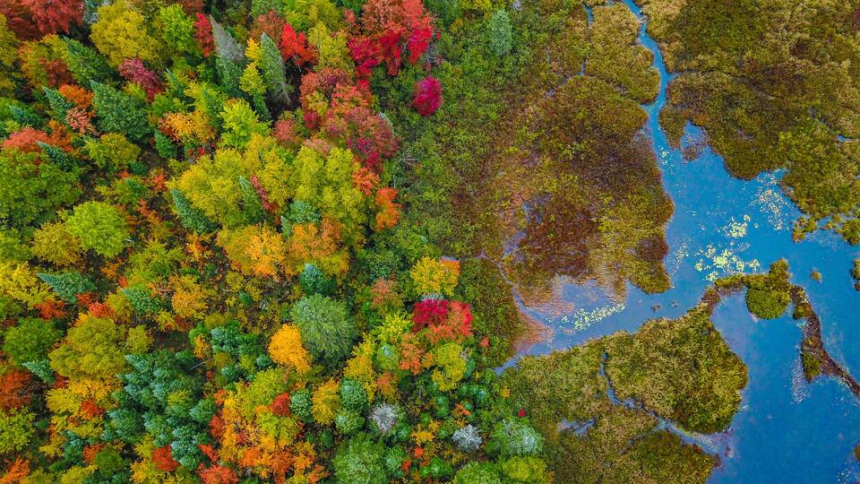 A dense forest with a variety of autumn colors and a body of water to the right.