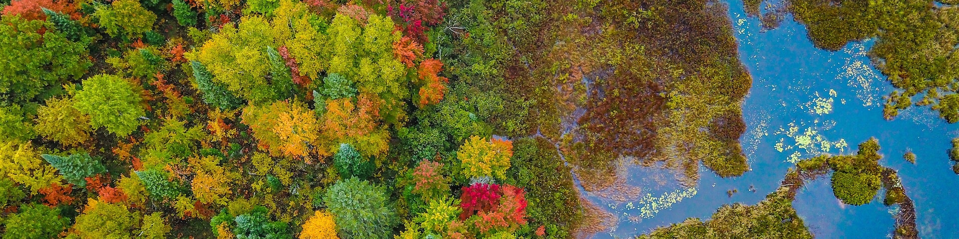 Drone photo of a river in the fall in Ontario