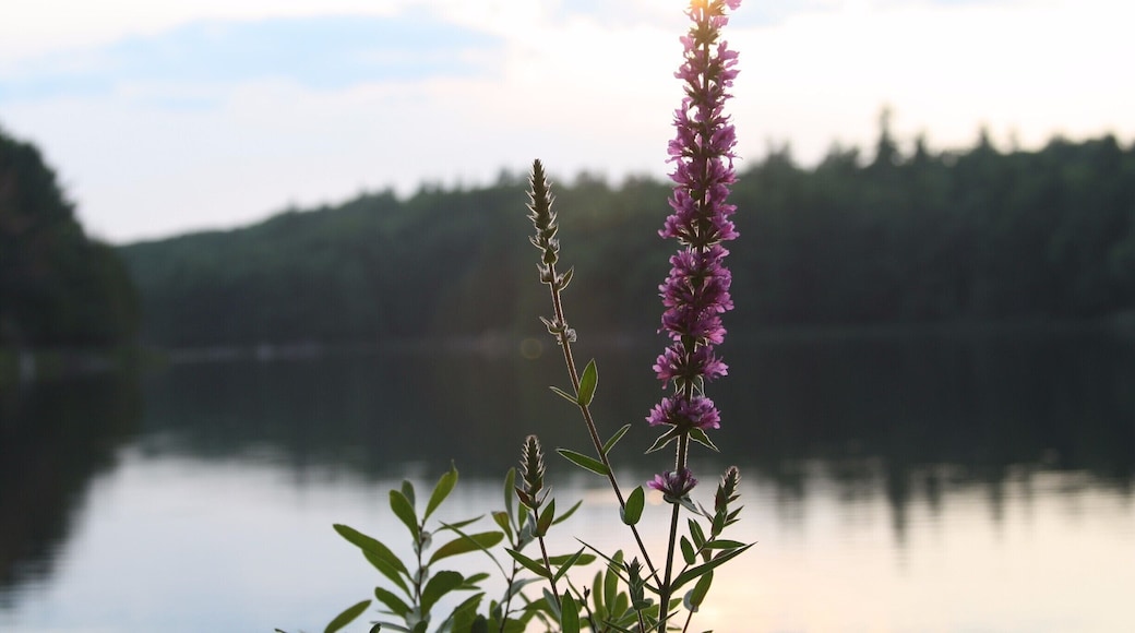 somewhat a secret. Amazing free camping spot. although there are some leaches and water snakes...
