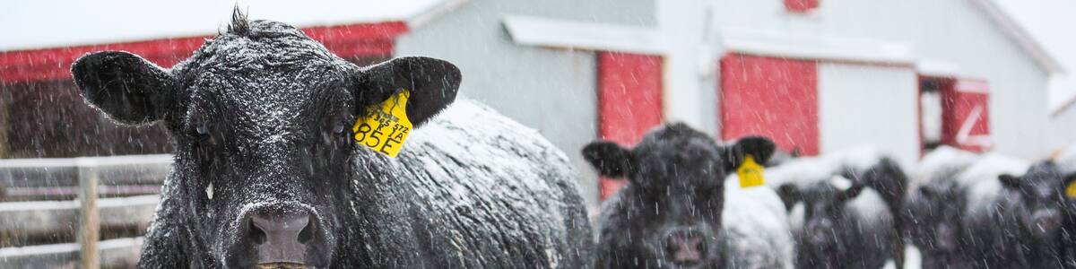 Angus Cattle in Snow with Barn