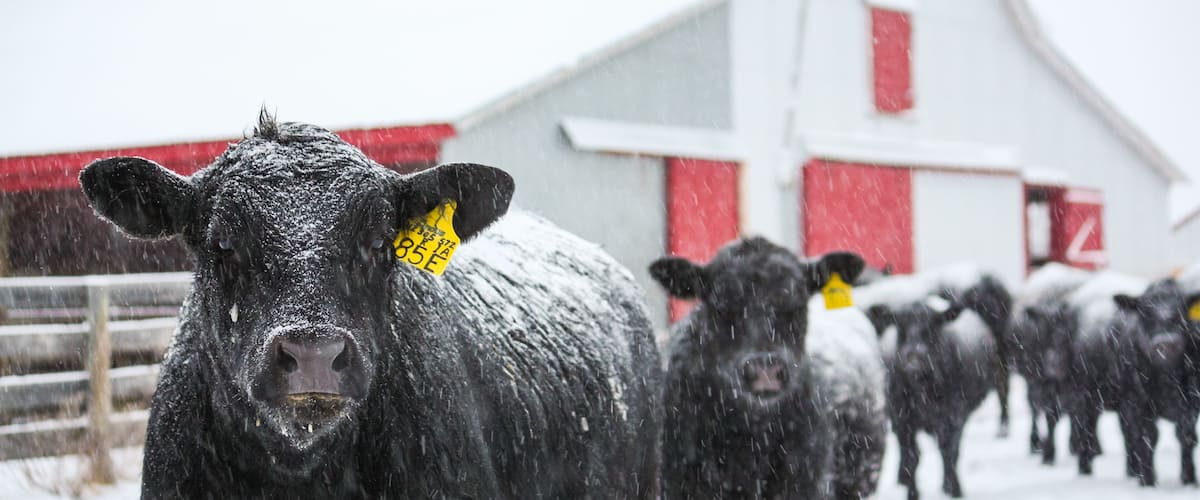 Angus Cattle in Snow with Barn