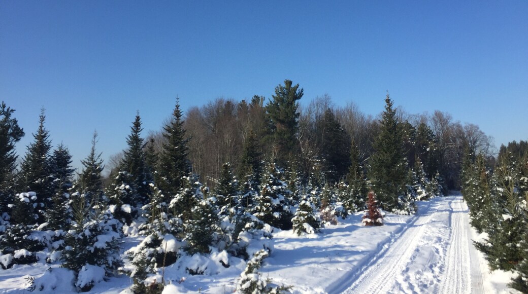 Drysdales Tree Farm 🌲🌲