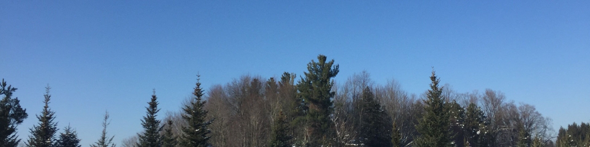 Drysdales Tree Farm 🌲🌲