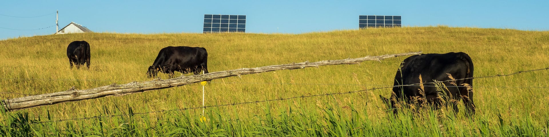 Black Angus cows in field with solar panels in the distance