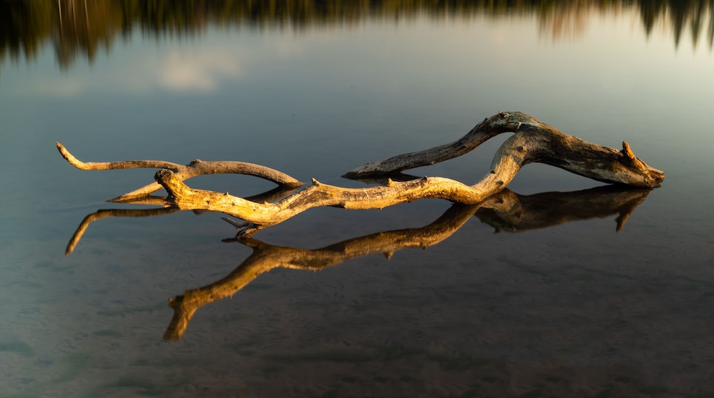 A reflective water surface with a fallen tree branch.