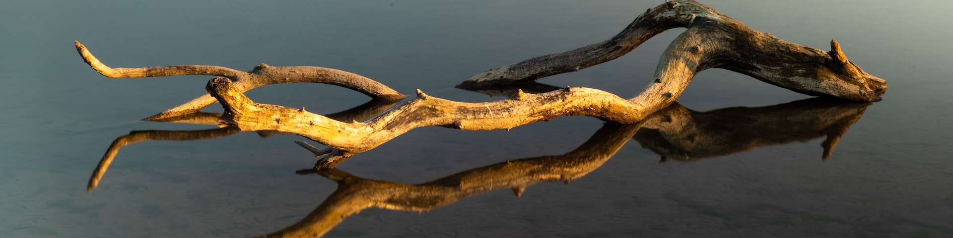 Spiegelnde WasseroberflÀche mit einem abgebrochenen Ast.