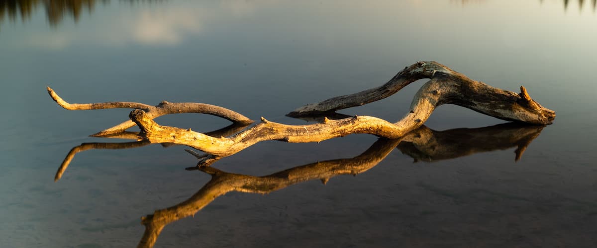 A reflective water surface with a fallen tree branch.