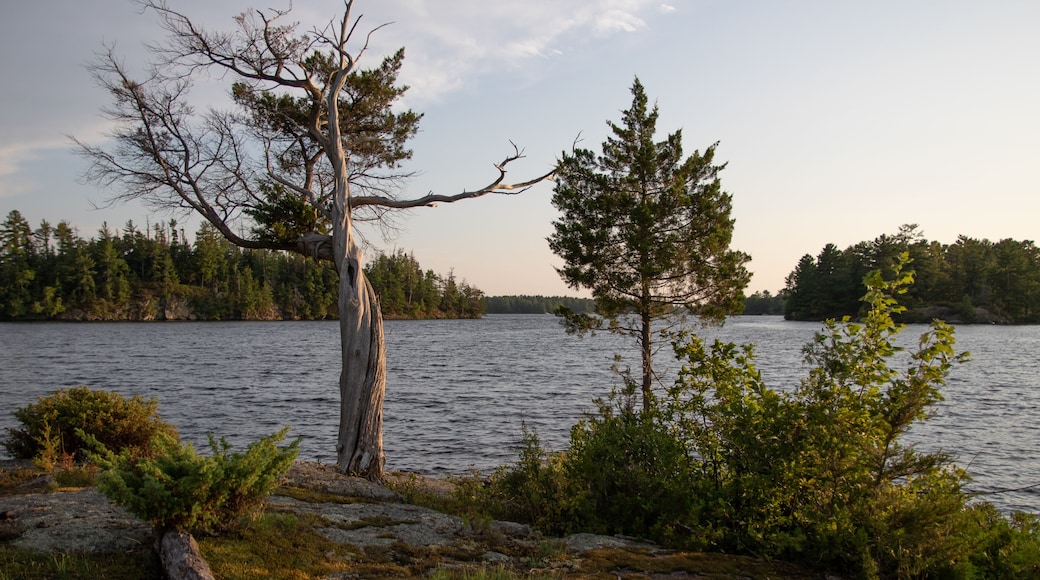Old Juniper Tree on Island