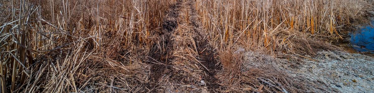 Scenic view of the serene landscape by Sturgeon Bay near Casawell Beach, Waubaushene, featuring the natural beauty of Robins Point in Tay, Simcoe County, Ontario, Canada. Overlooking Green Island, the