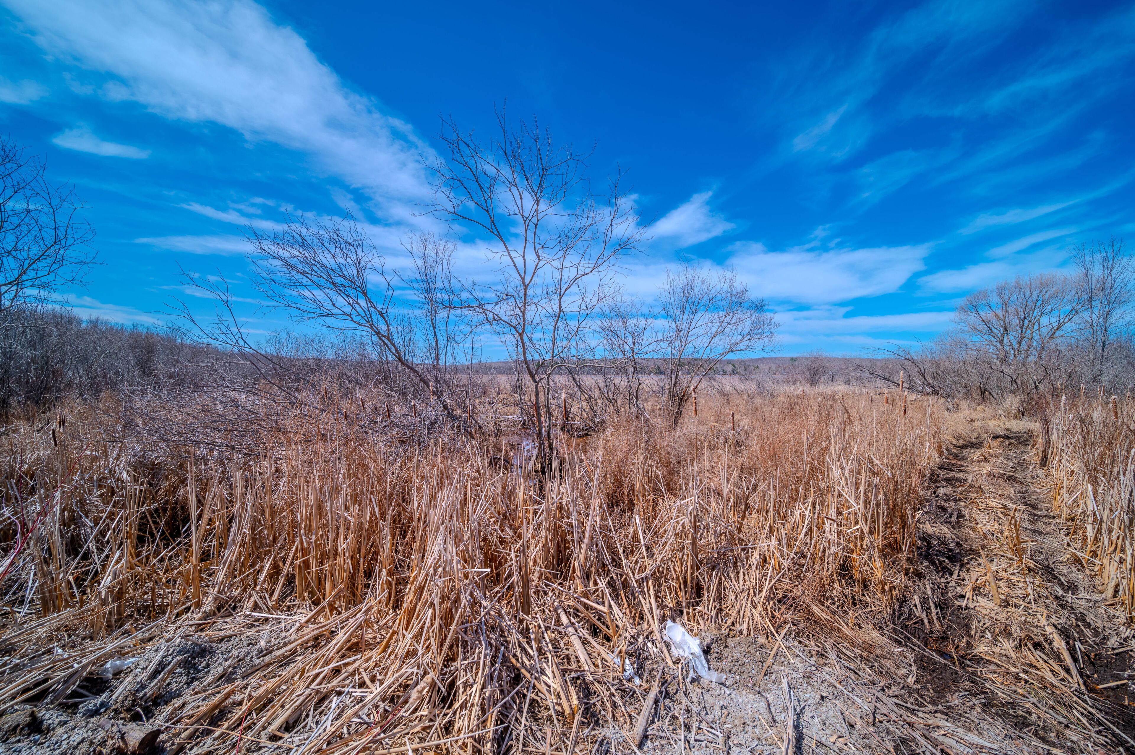 A dry grassland with sparse trees and a clear blue sky.