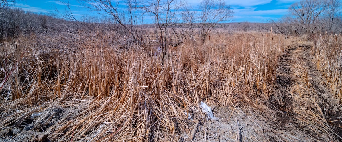 A dry grassland with sparse trees and a clear blue sky.