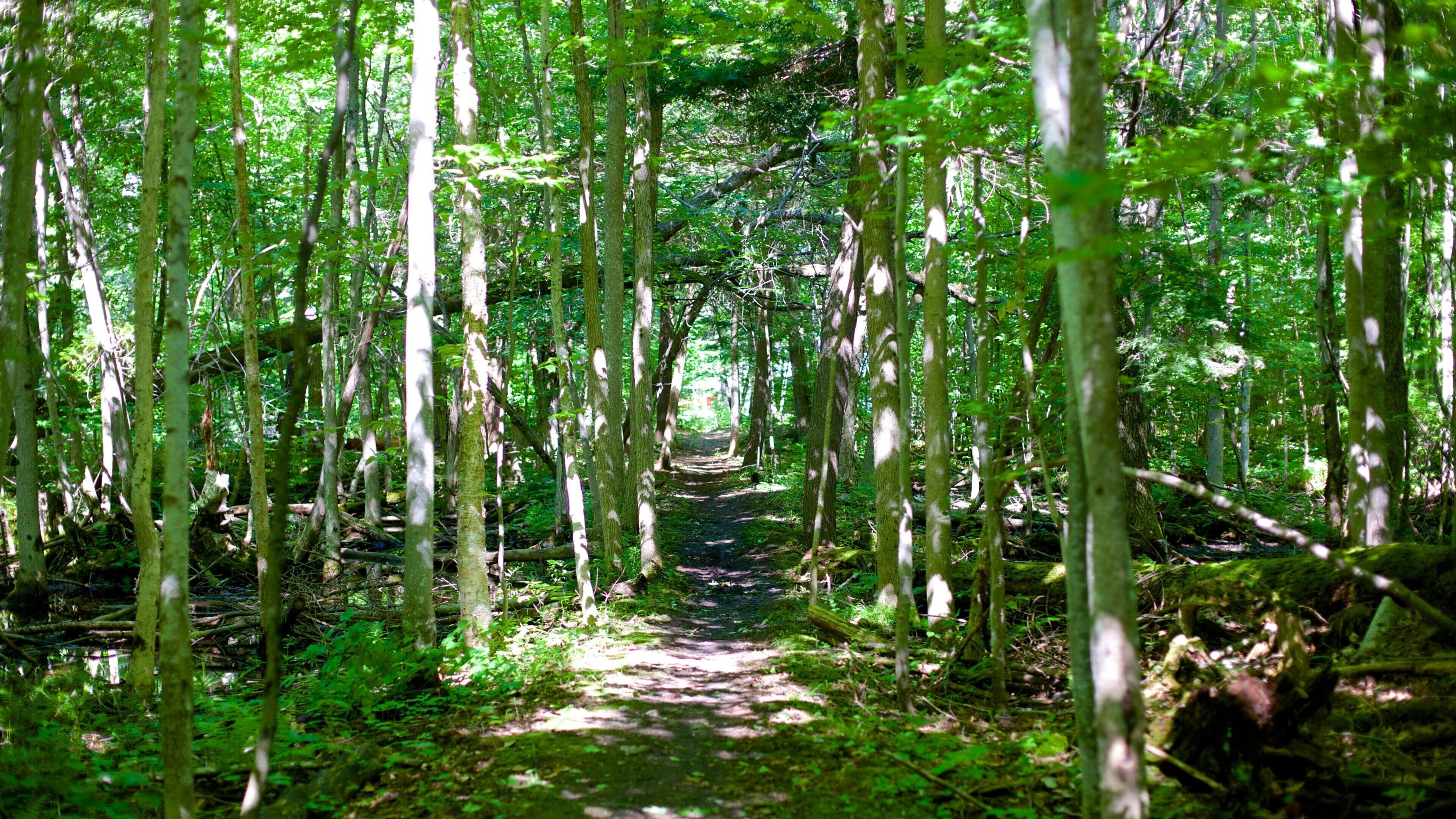 Georgian Bay showing forest scenes