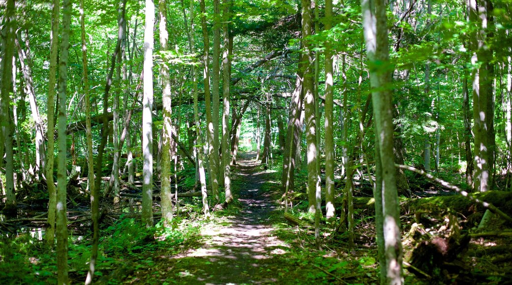 Georgian Bay showing forest scenes