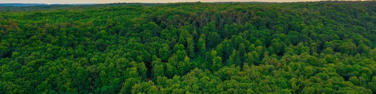 Early autumn in forest aerial top view. Mixed forest, green conifers, deciduous trees with yellow leaves.