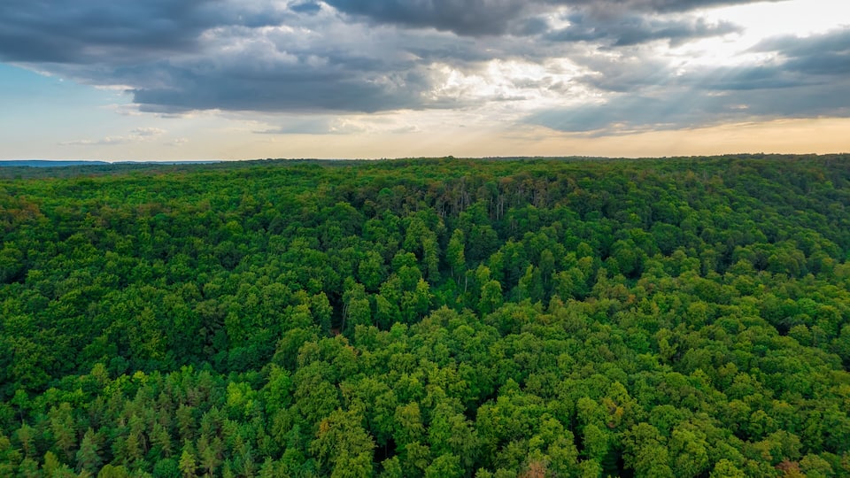 A dense forest with a cloudy sky.