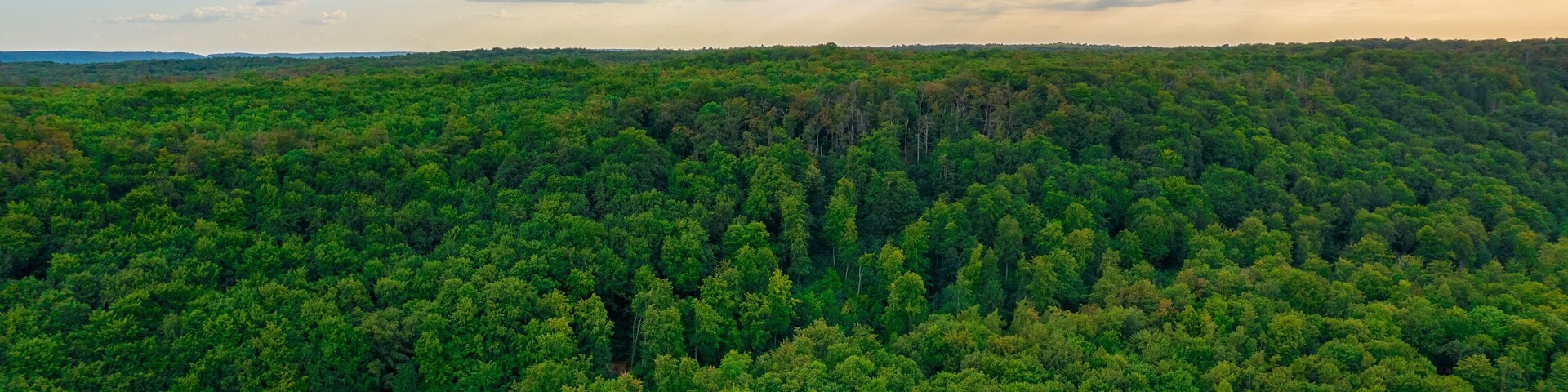 Early autumn in forest aerial top view. Mixed forest, green conifers, deciduous trees with yellow leaves.